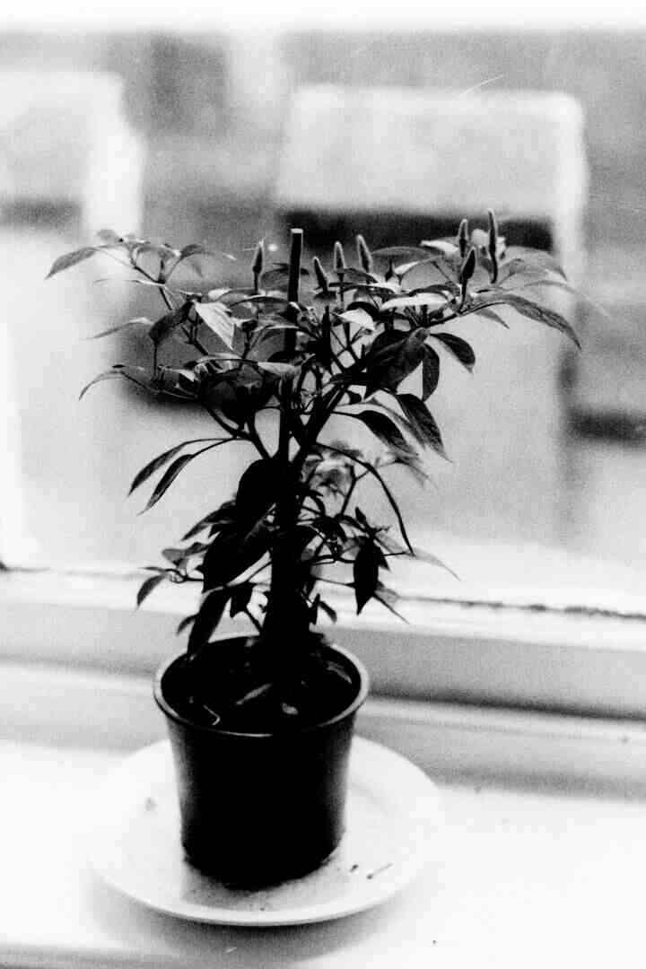 A black and white photo of a chilli plant on a window sill.