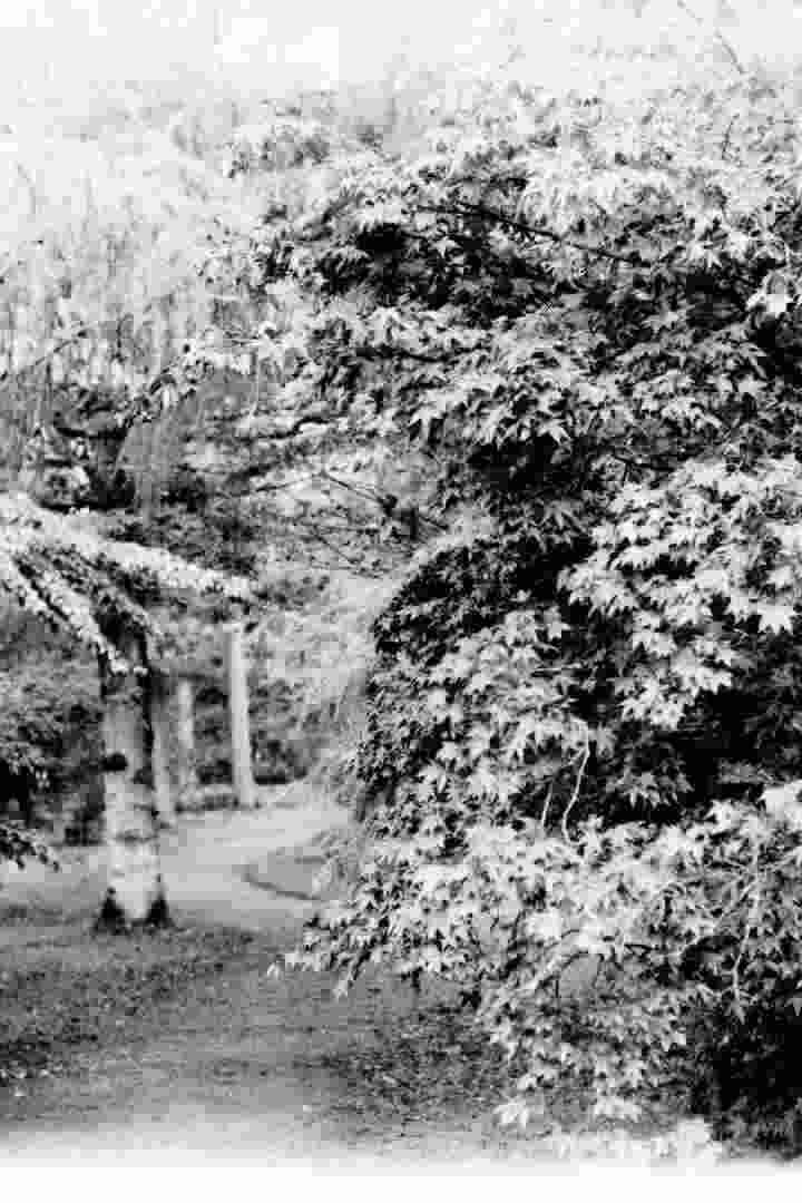 A black and white photo of a thick maple tree.