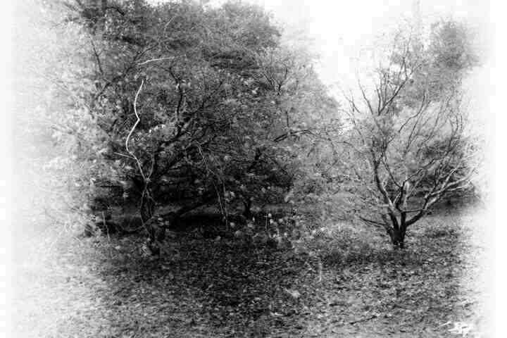 A black and white photo of a gap in the trees. It's high-contrast with lots of light leaking in and scratches, very spooky.