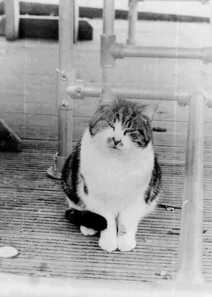 A black and white photo of a grumpy-looking cat, its head cocked to one side as it looks at the camera.