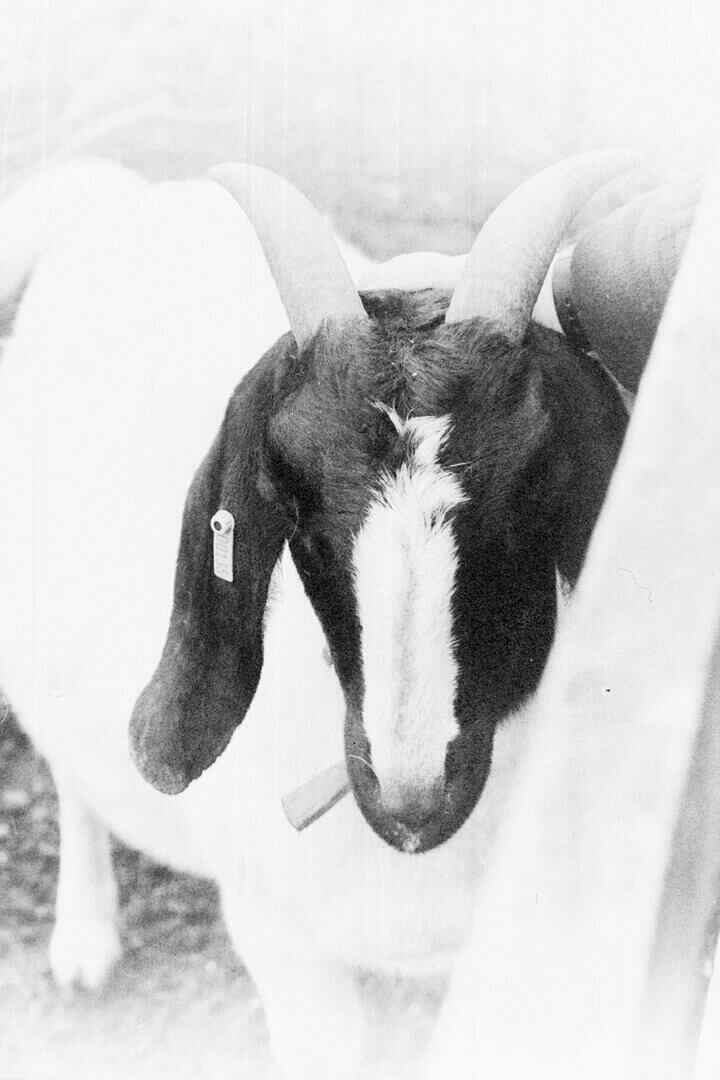 A black and white photo of someone petting a goat.