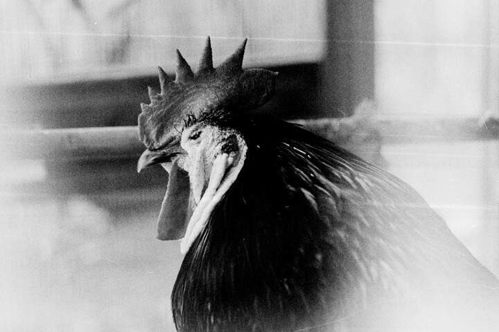 A black and white image of a grumpy-looking rooster looking sideways and furrowing its brow.