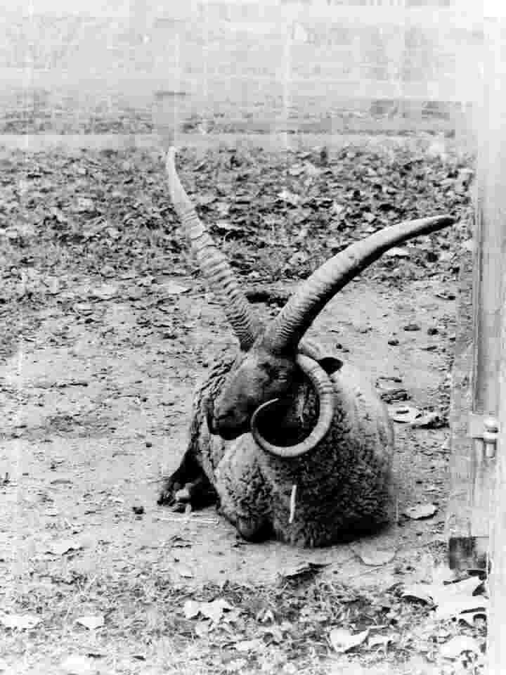 A black and white image of a long-horned sheep laying down with its feet tucked under itself.
