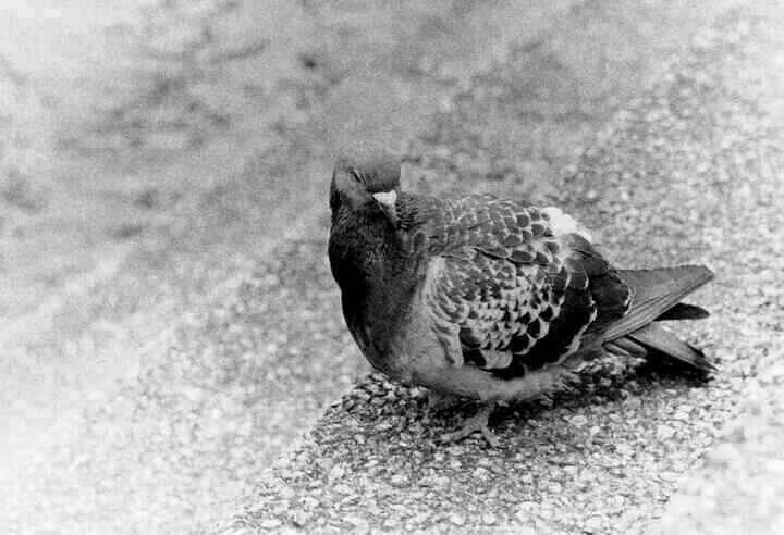 A black and white photo of a pigeon.