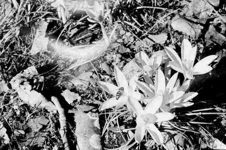 A black and white photo of a bee on a flower.