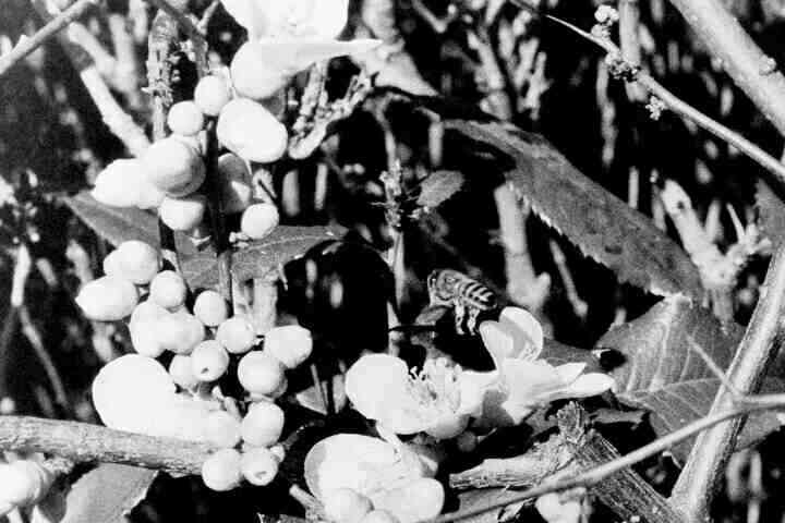 A black and white photo of a different bee flying between two flowers.