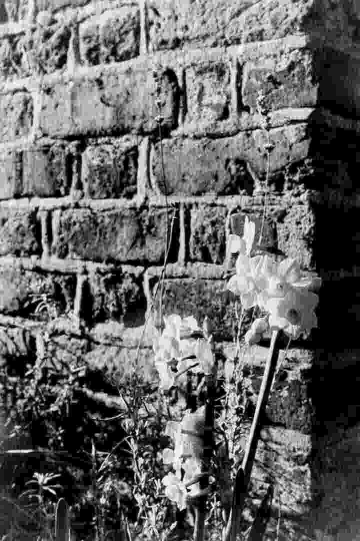 A black and white photo of daffodils flowering against a rough brick wall.