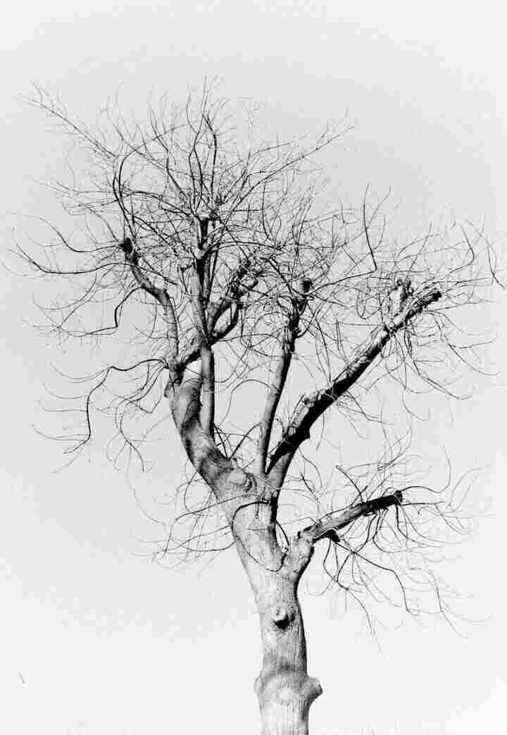 A black and white photo of a skeletal tree set against a clear sky.
