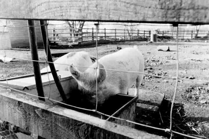 Two piglets, noses in a water trough.