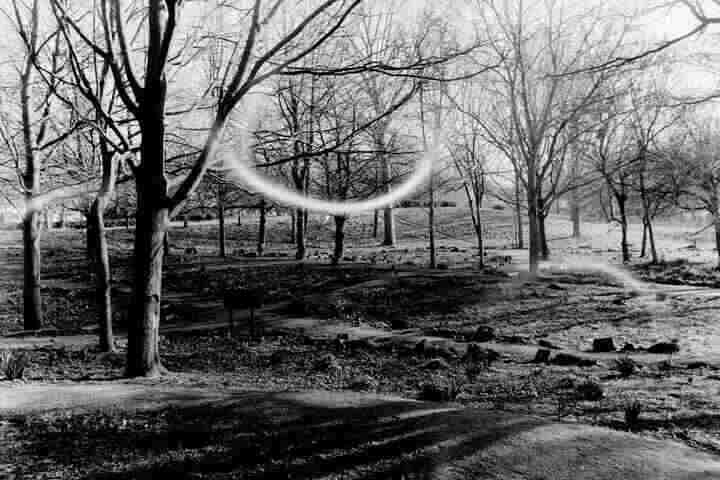 Trees in a park. There are arcs of light from film kinks.