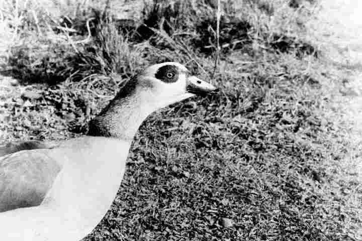 A fancy goose.