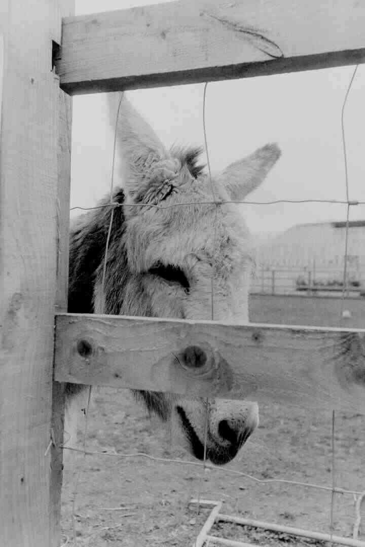 A friendly donkey behind a fence.
