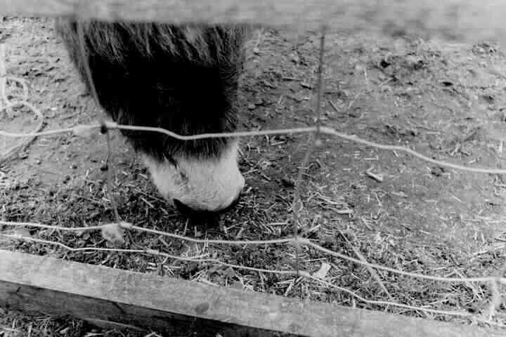 Another donkey snuffling in the dirt.