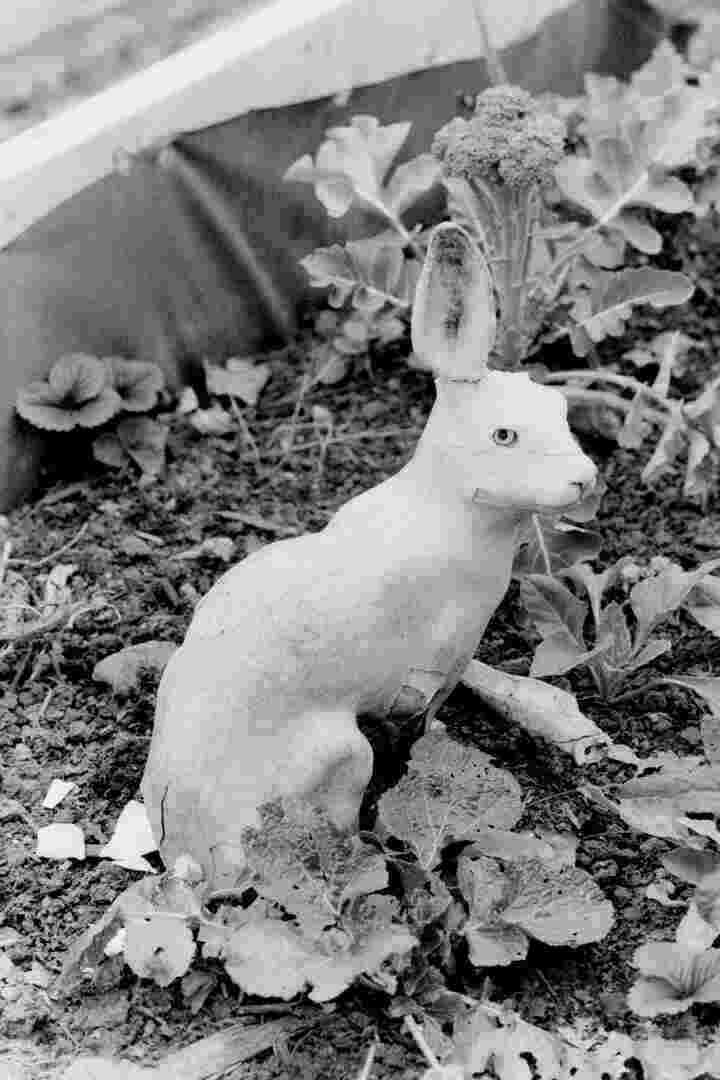 A ceramic garden ornament, a rabbit missing its left ear.
