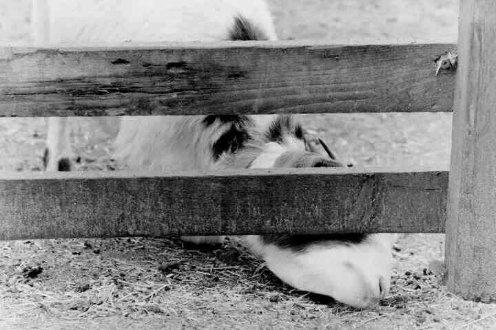 A young goat sticking its snout under the bottom of a fence.