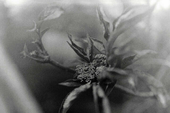 Macro photograph of a plant.