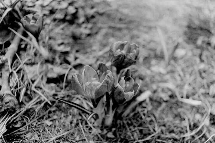 Macro photograph of some flowers.