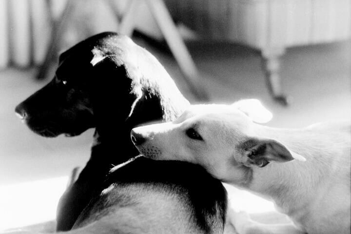 Two dogs lounging in the sun.