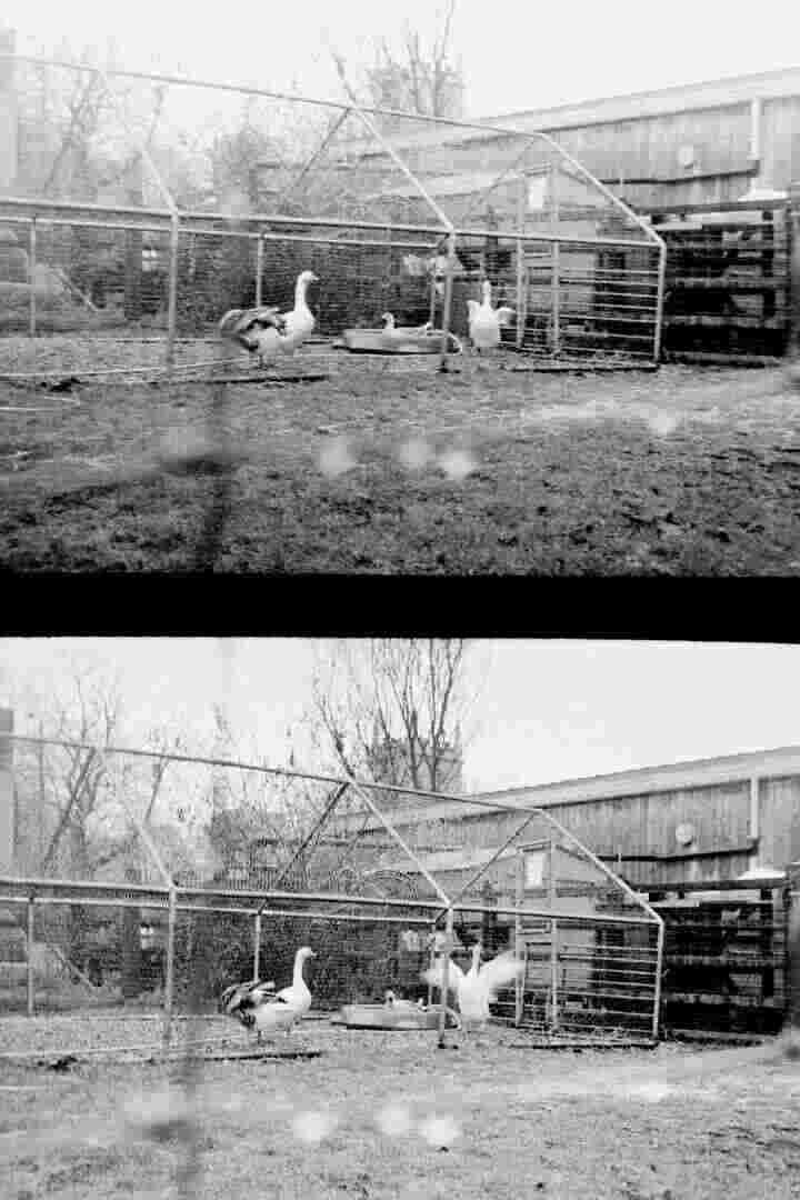 A split-frame of geese in a cage. In the bottom frame one has started flapping its wings.