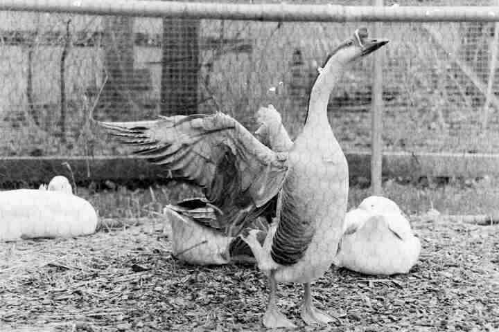 A fancy goose flapping its wings.