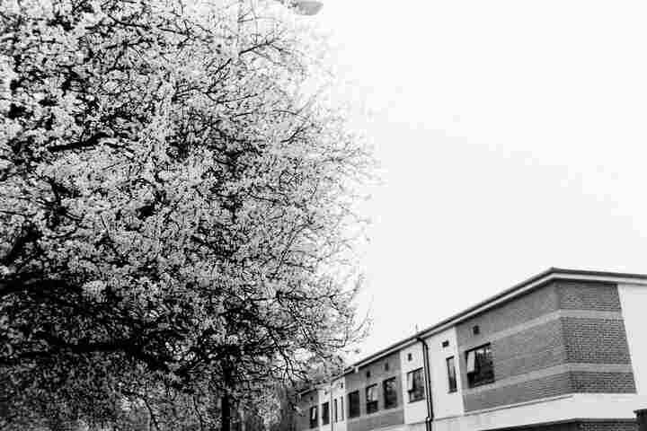 Tree blossoms.