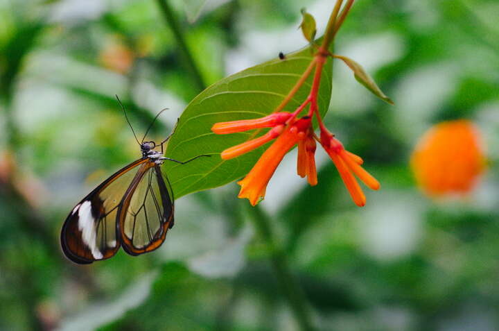 A glasswing butterfly on a leaf, next to a bright orange flower