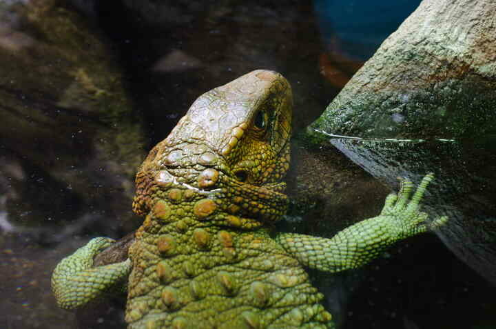 A green lizard climbing out of the water