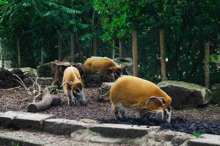 Three orange pigs rooting around in the dirt