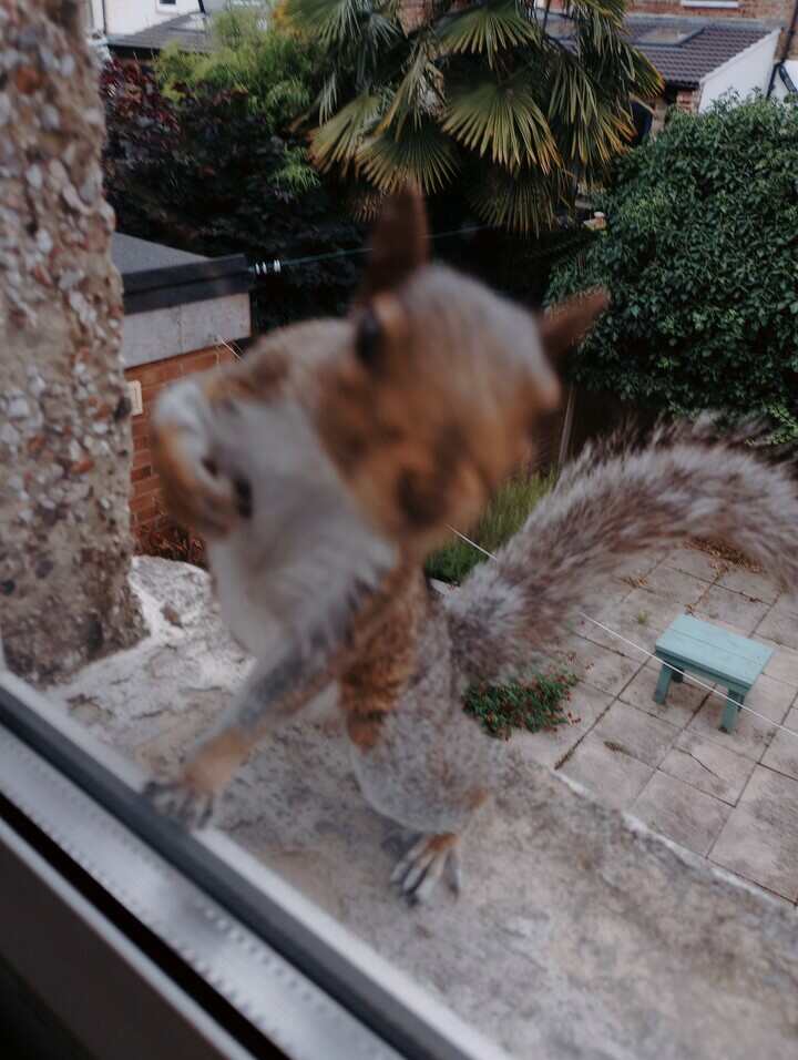 A close-up photo of a squirrel taken through a window. The squirrel has its paw up on the glass and is leering in.