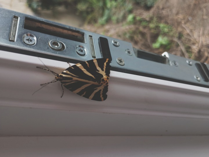 A Jersey Tiger moth, quite large with bold black and white stripes, chilling on a doorframe.