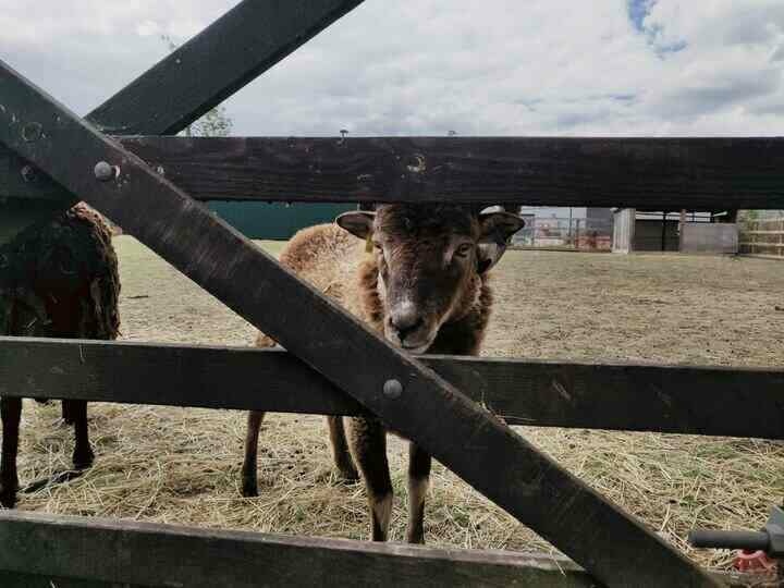 A sheep sticking its head through the bars of a five-bar gate.